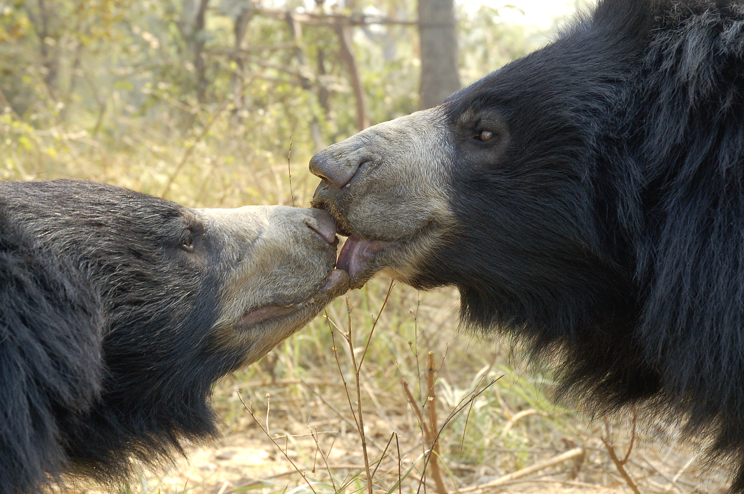 Photo 3 from INTERNATIONAL ANIMAL RESCUE US